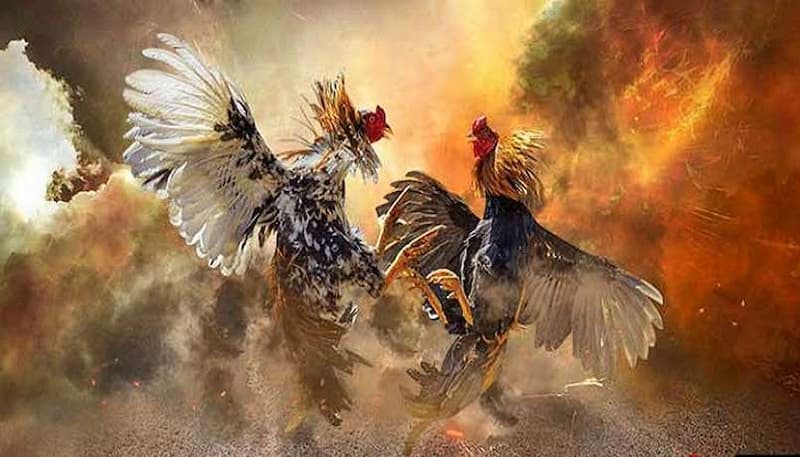 Đá Gà HB88 Ưu Điểm Nổi Bật Của Đá Gà HB88